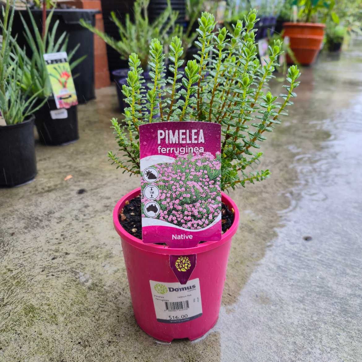 Pimelea ferruginea