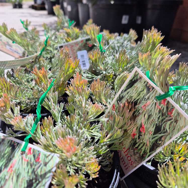 Adenanthos cunningham
