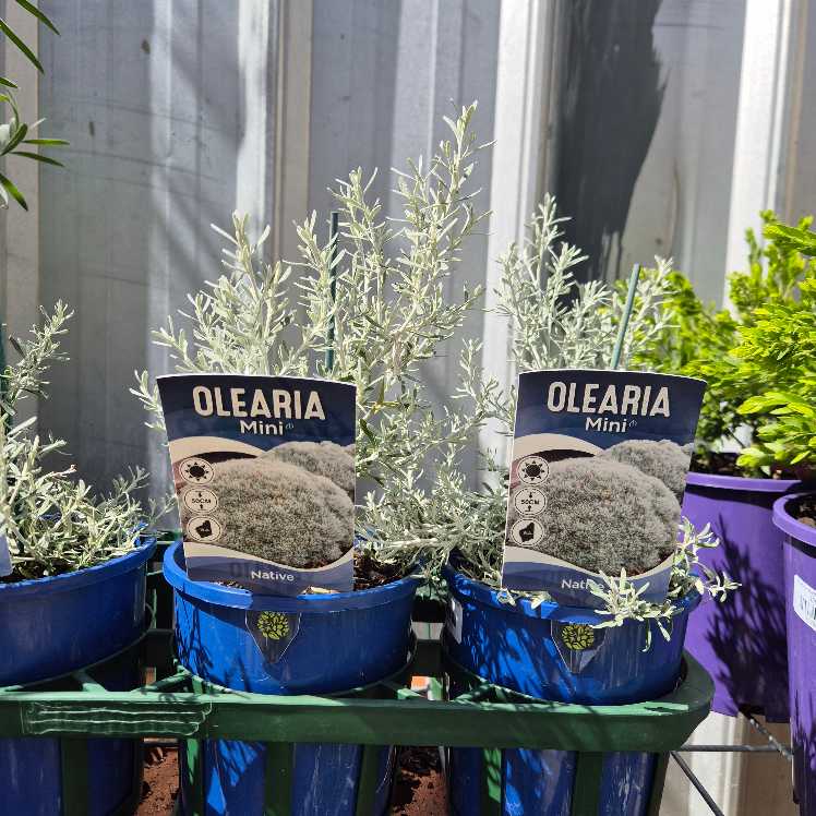 Olearia axilaris 'Mini'