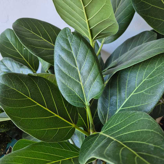 Ficus Audrey - Ficus benghalensis