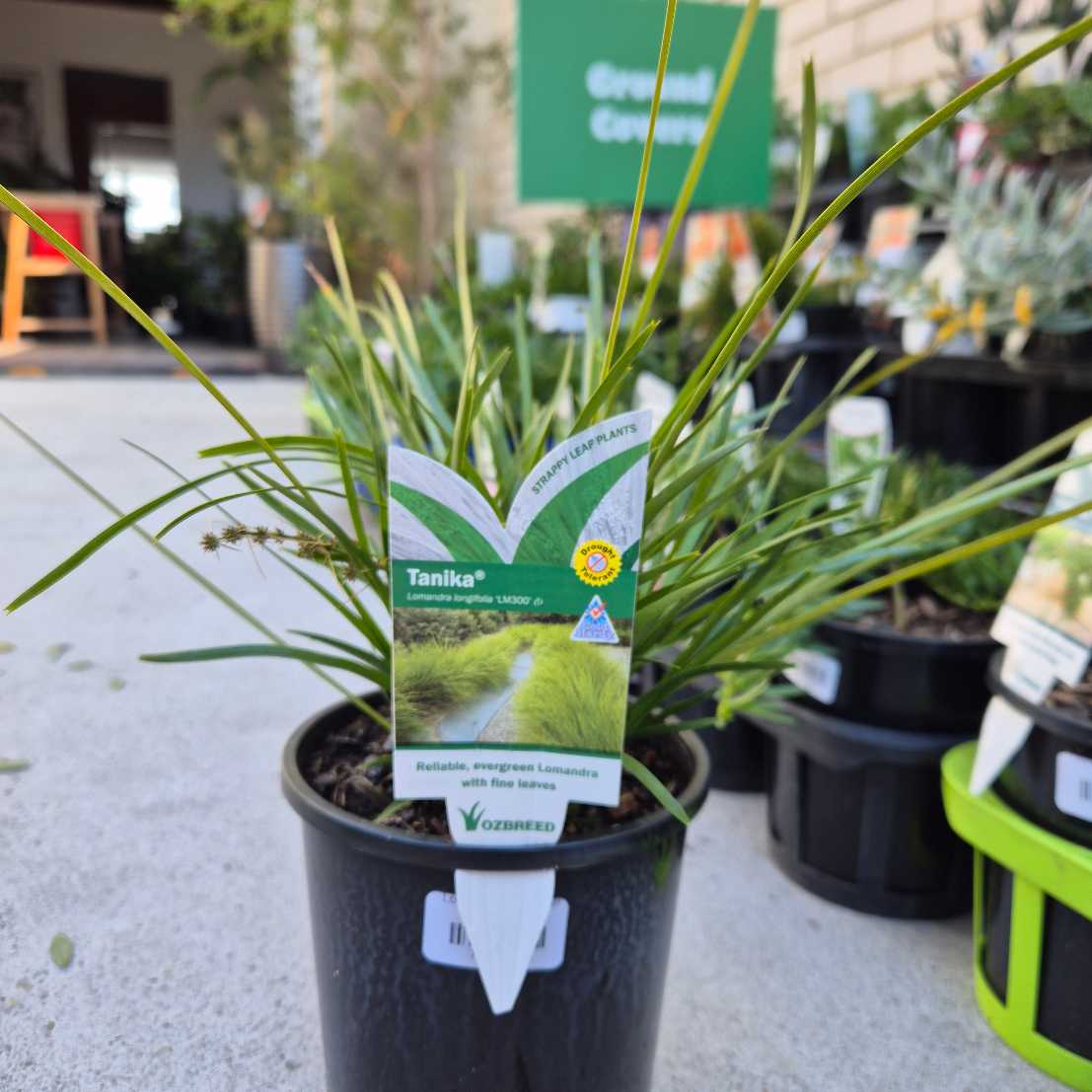 Lomandra longifolia (LM300) TANIKA®