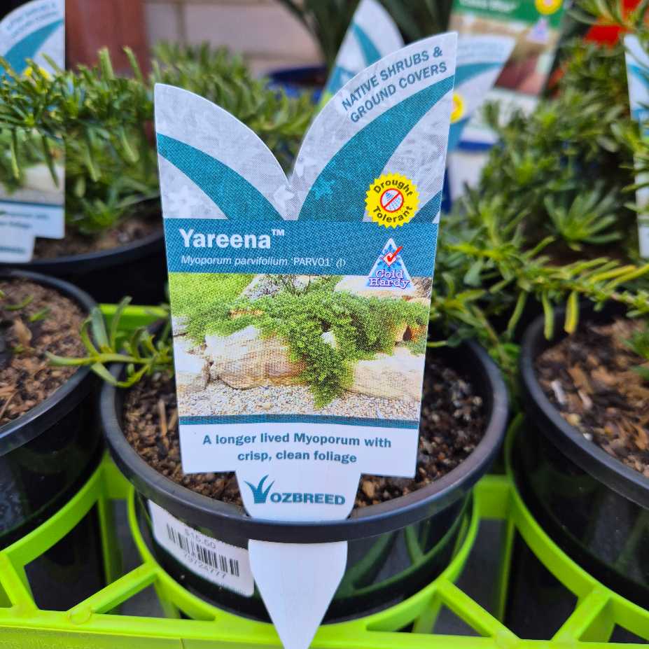 Myoporum parvifolium (PARV01) YAREENA™