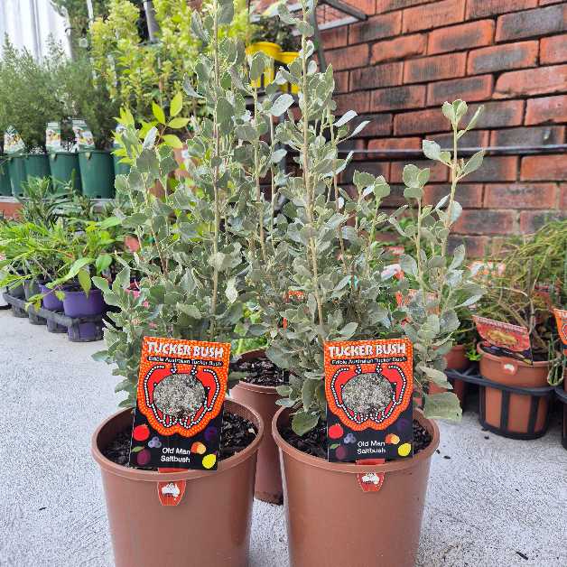 Old Man Saltbush - Atriplex nummularia
