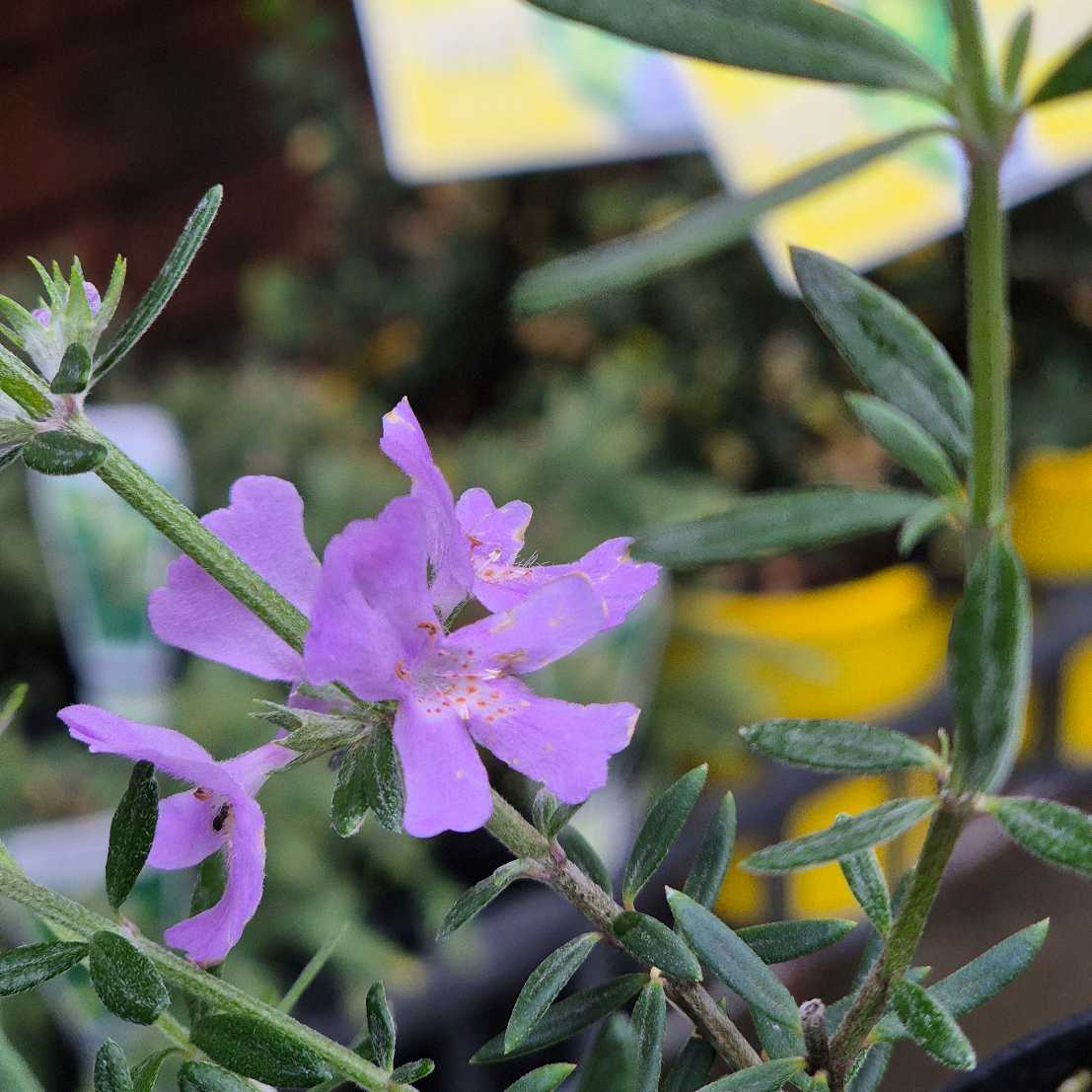 Westringia 'Wynyabbie Gem'