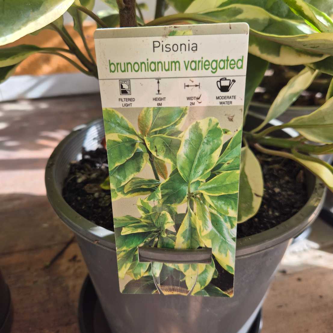 Pisonia brunonianum variegated