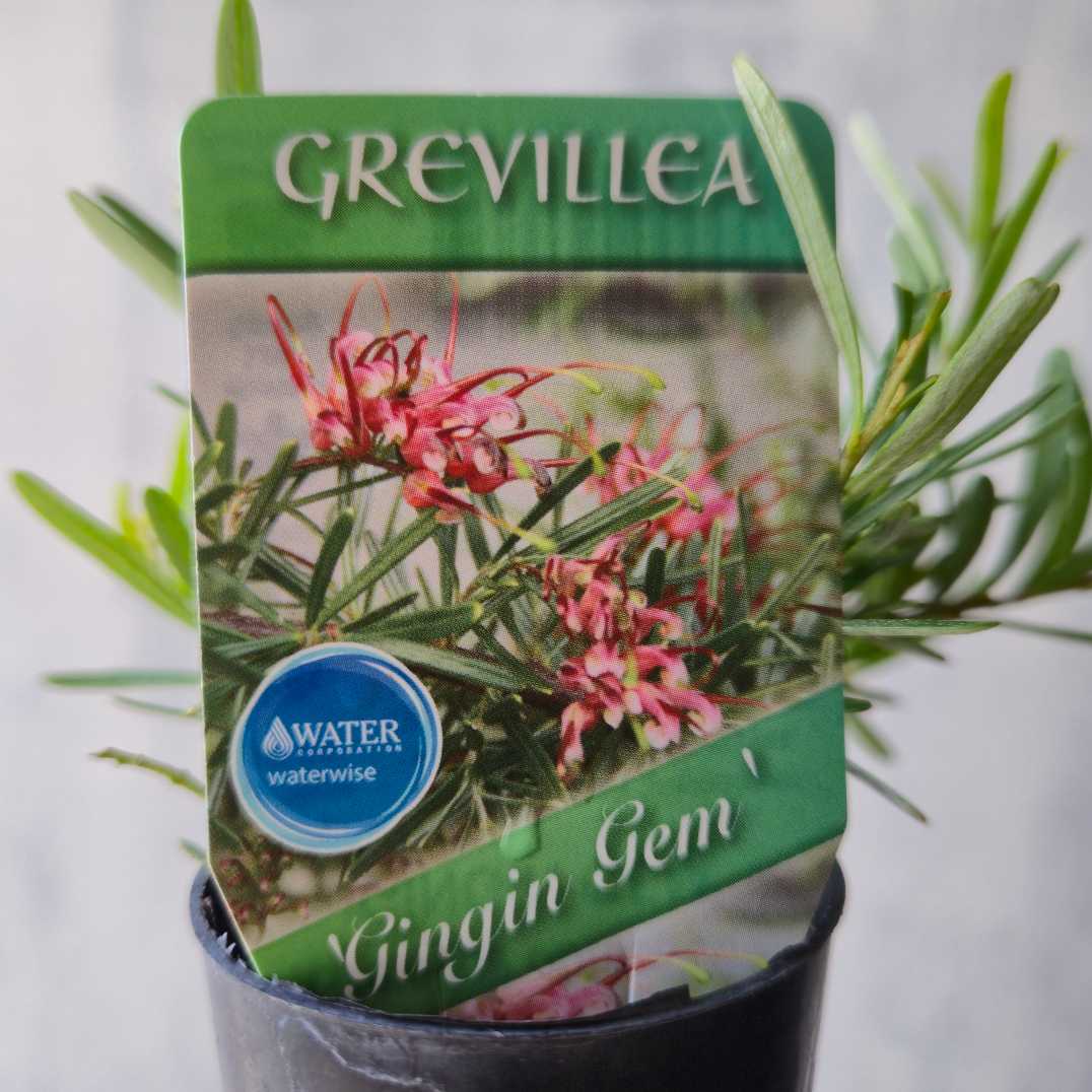 Grevillea obtusifolia 'Gingin Gem'