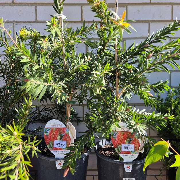 Callistemon viminalis 'Prolific'