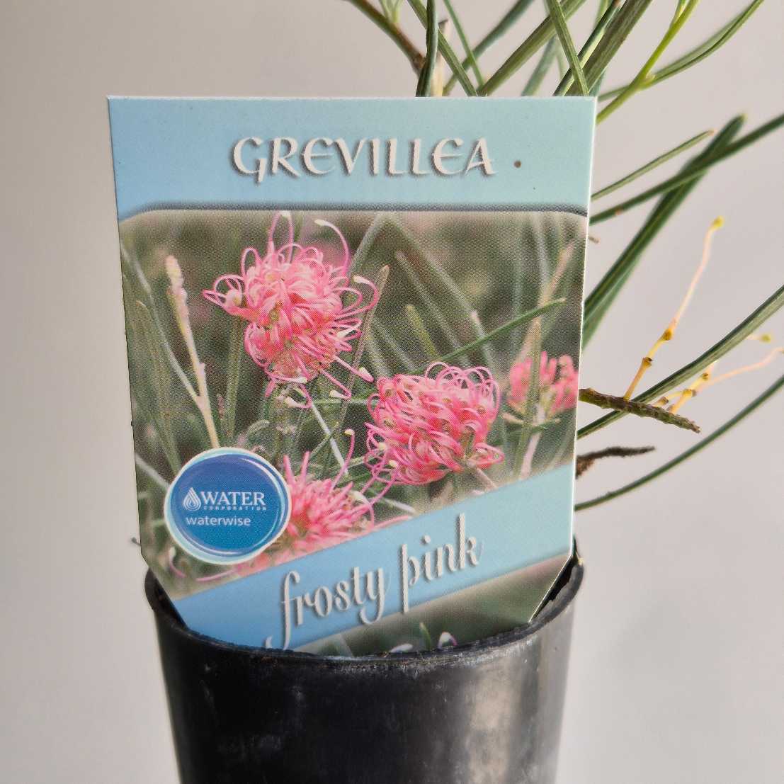 Grevillea 'Frosty Pink'