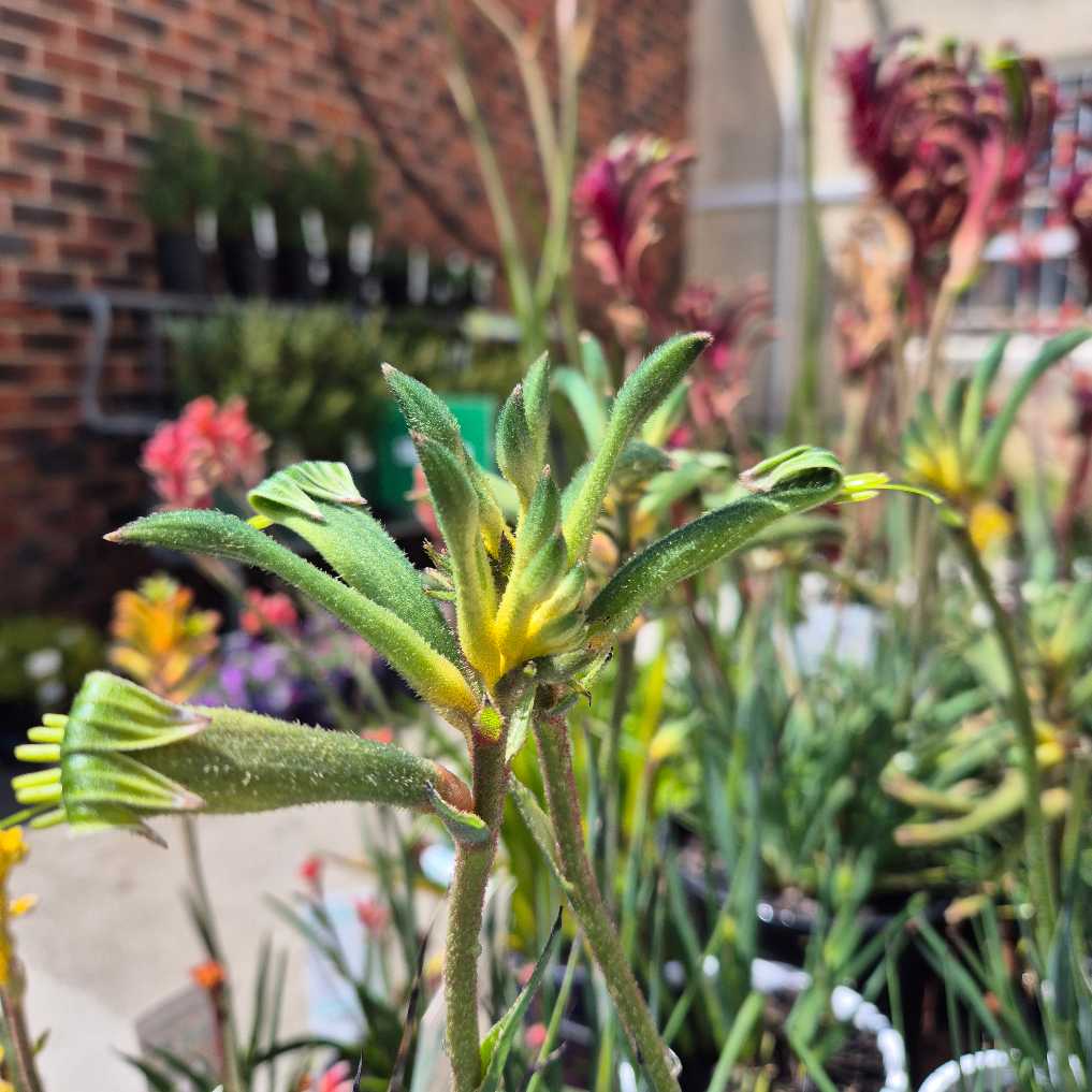 Anigozanthos 'Celebrations Aussie Spirit'