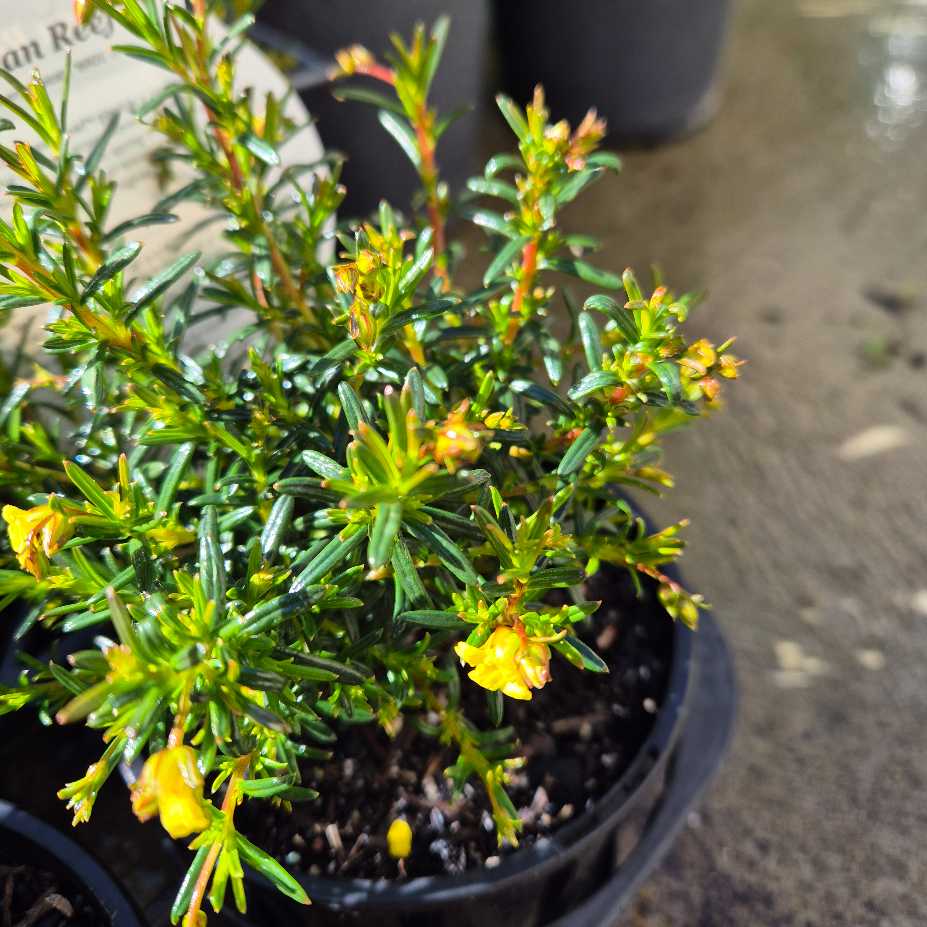 Hibbertia 'Ocean Reef'