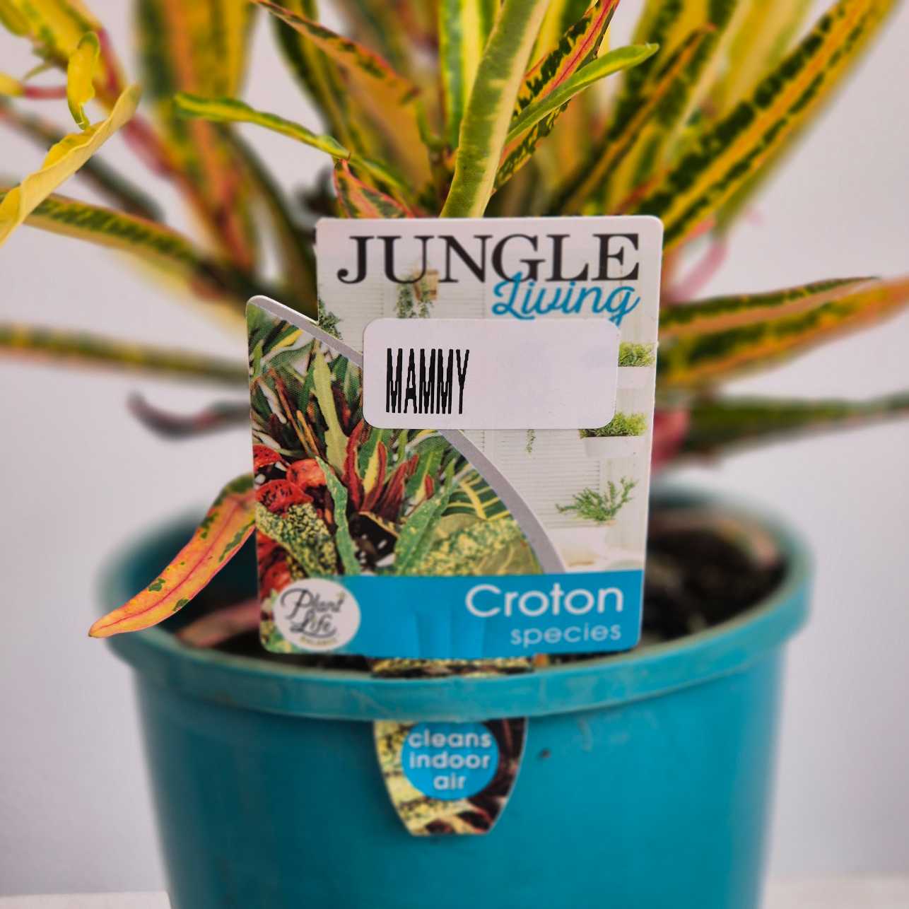 Croton Mammy