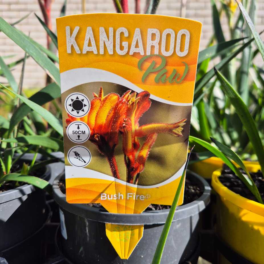 'Bush Fire ' Kangaroo Paw