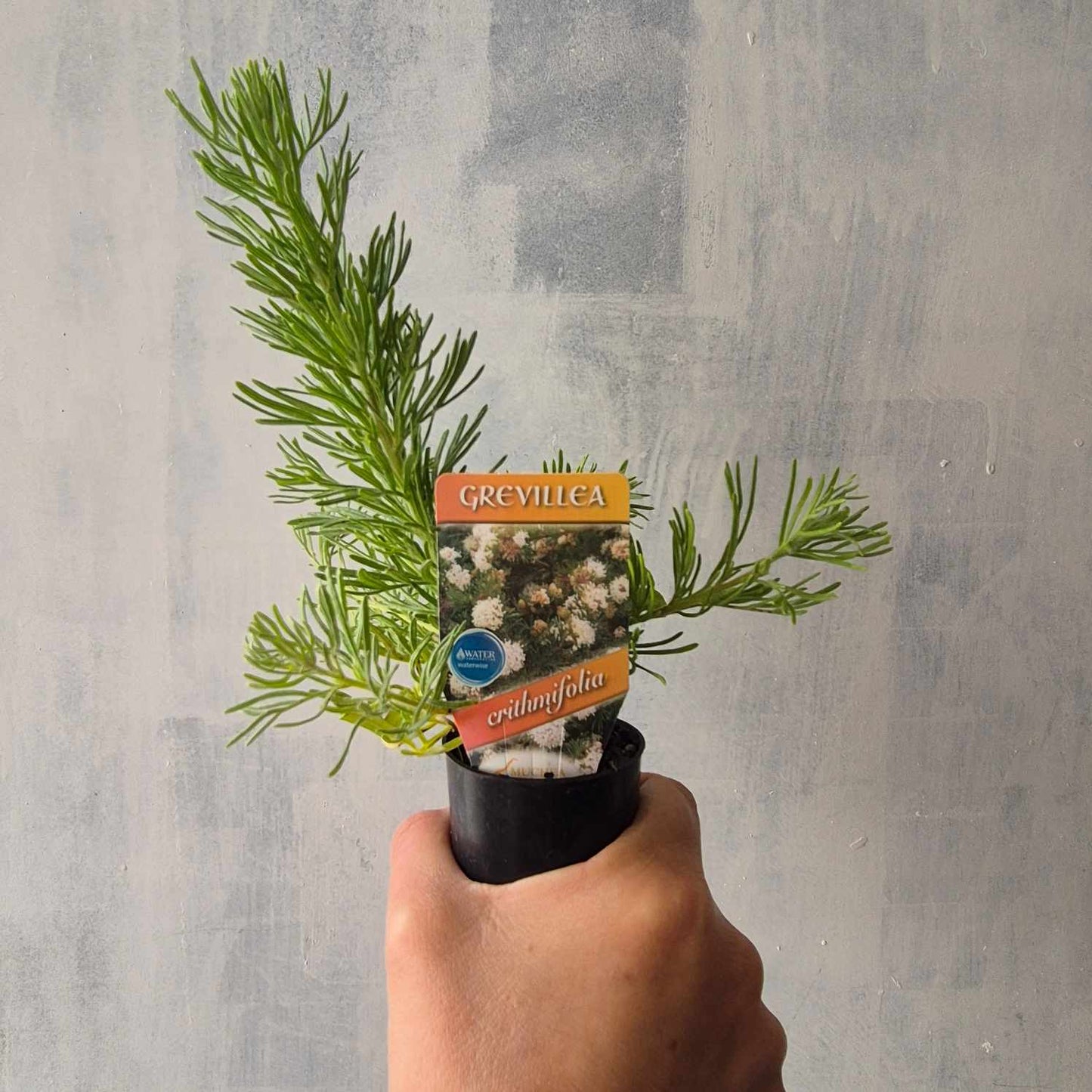 Grevillea crithmifolia Ground Cover