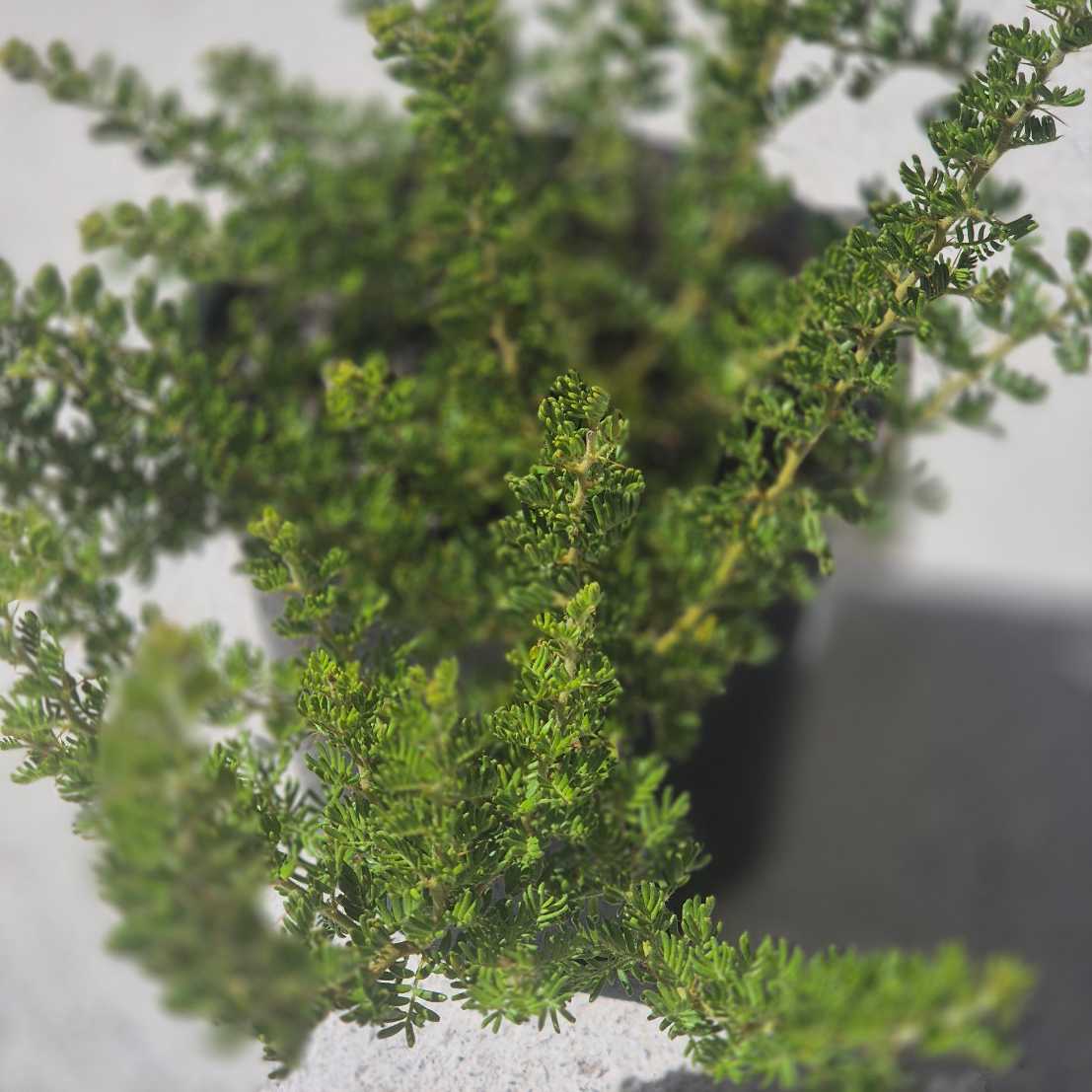 Acacia lasiocarpa prostrate