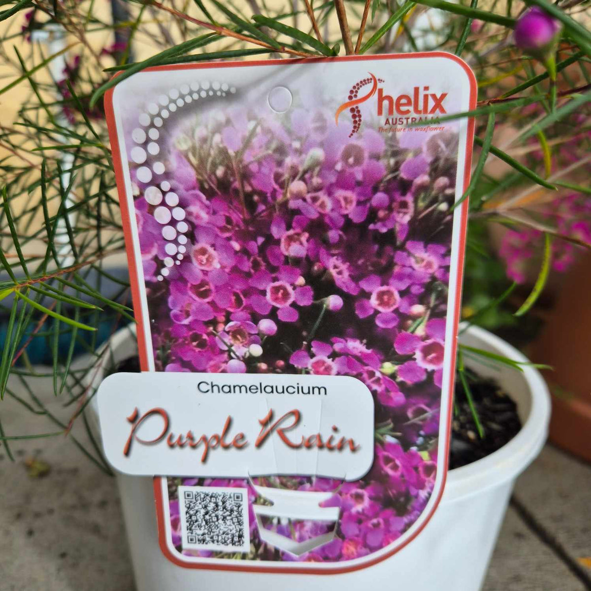 Chamelaucium ‘Purple Rain'