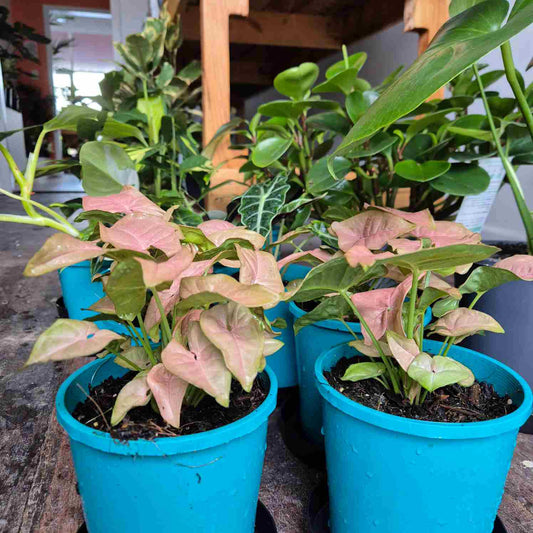 Syngonium 'Red Heart'