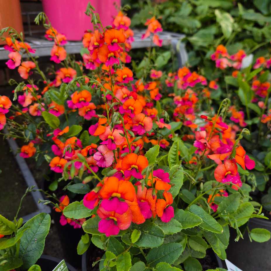 Heart-leaf Flame Pea | Chorizema cordatum