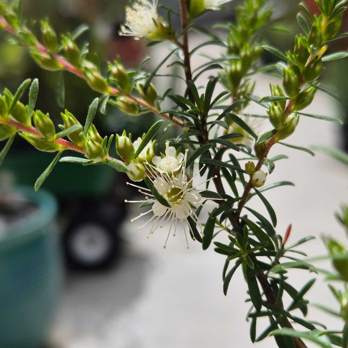 Kunzea ambigua Prostrate