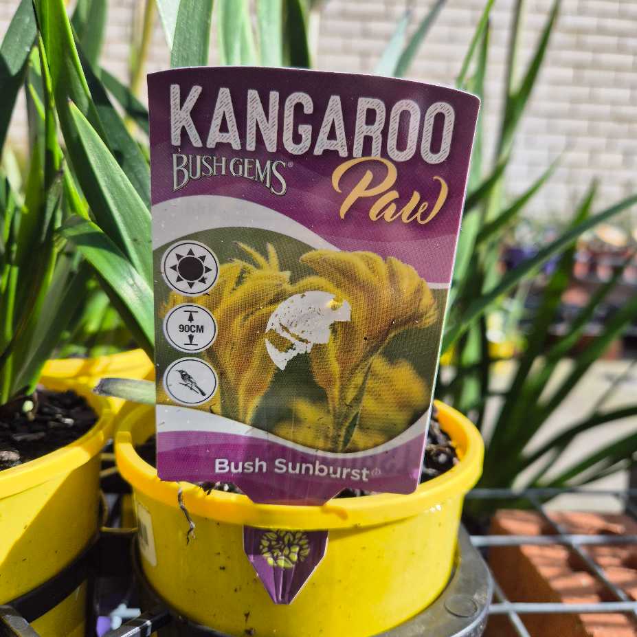 'Bush Sunburst' Kangaroo Paw
