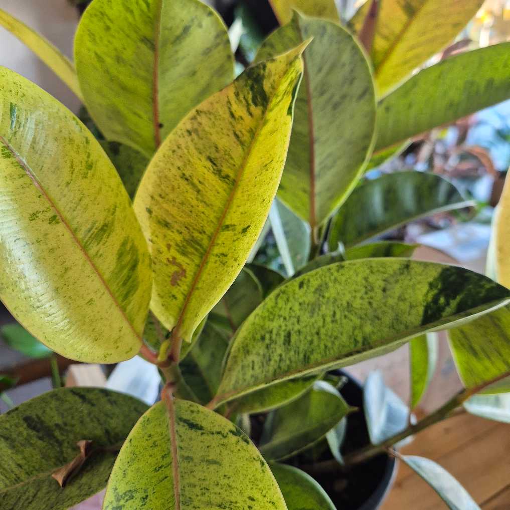 Ficus shivereana