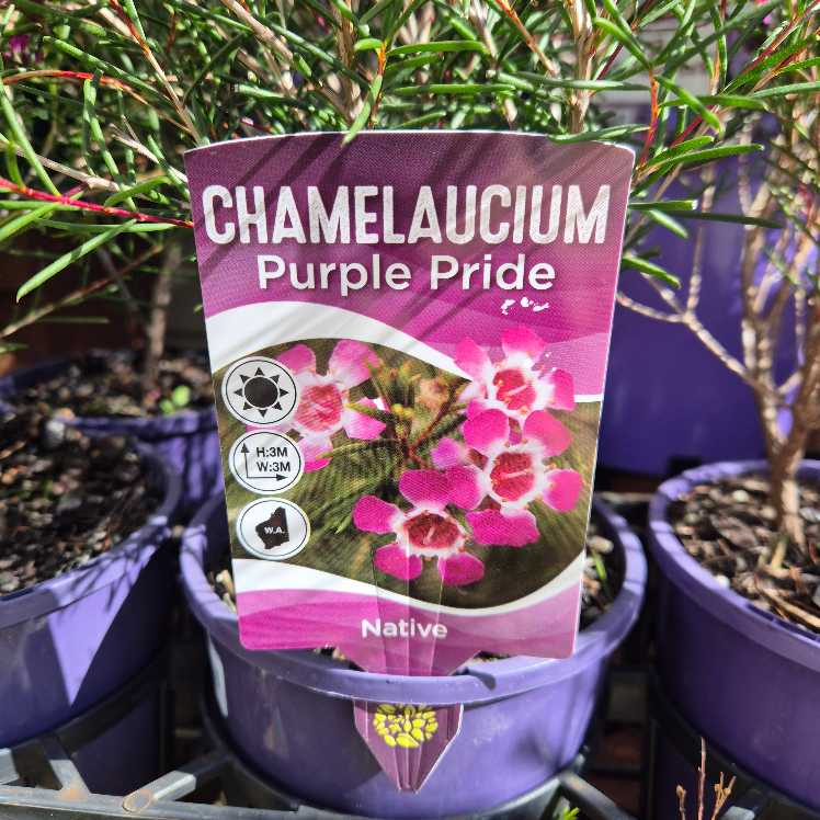 Chamelaucium 'Purple Pride'