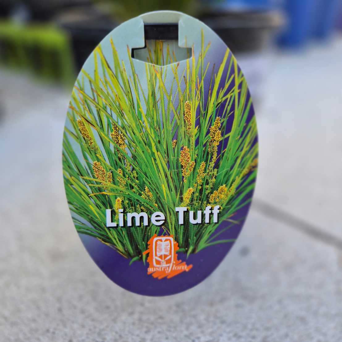 Lomandra 'Lime Tuff'