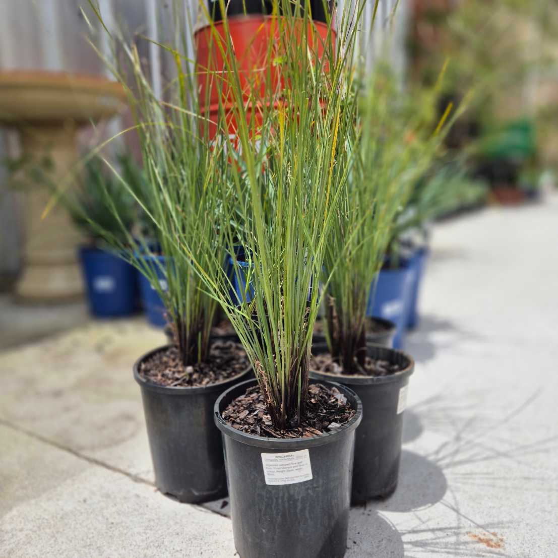 Lomandra confertifolia (SIR5) WINGARRA®
