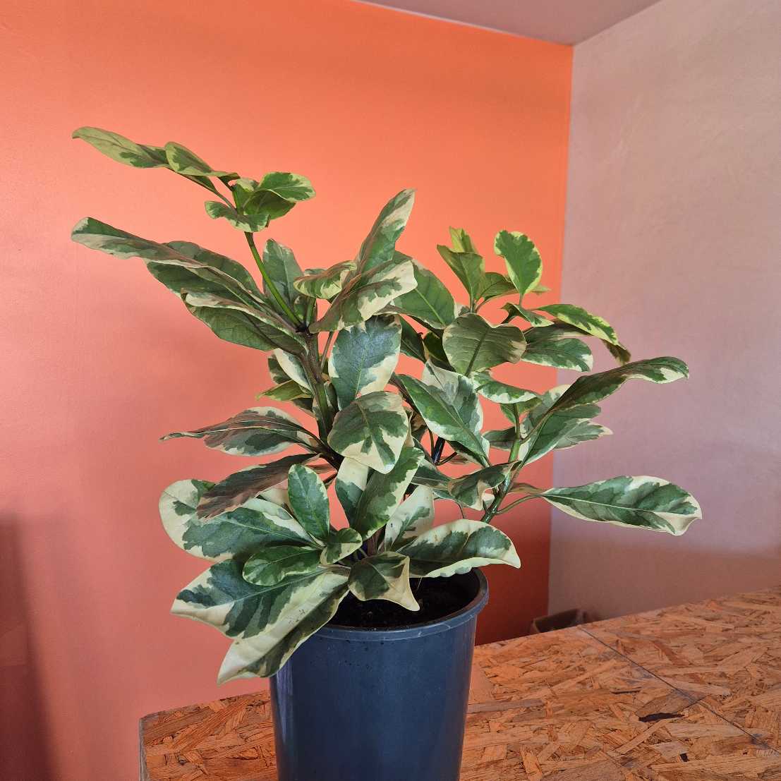 Pisonia brunonianum variegated