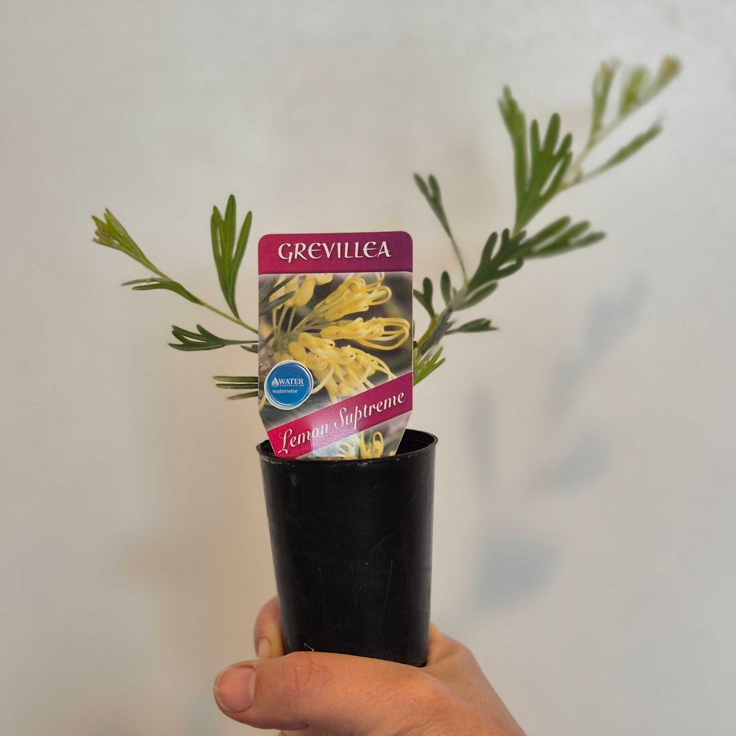 Grevillea 'Lemon Supreme'