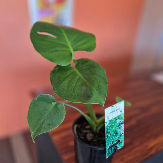 Monstera deliciosa