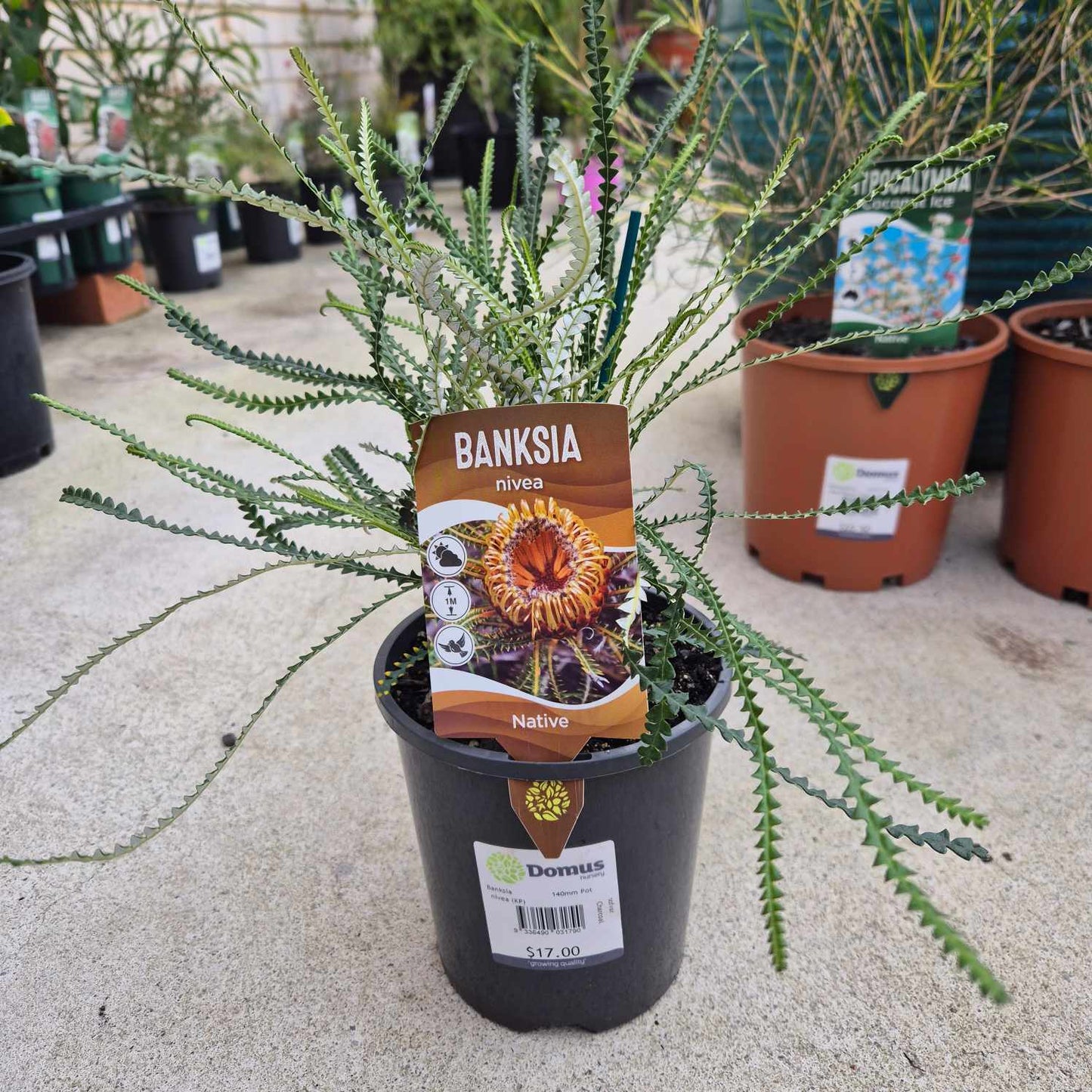 Banksia nivea