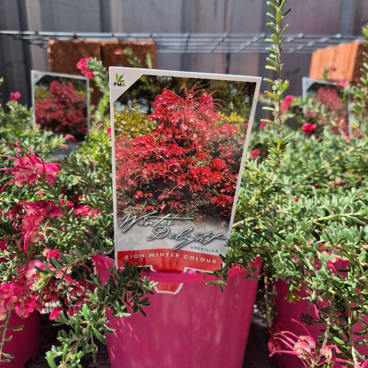 Grevillea 'Winter Delight'