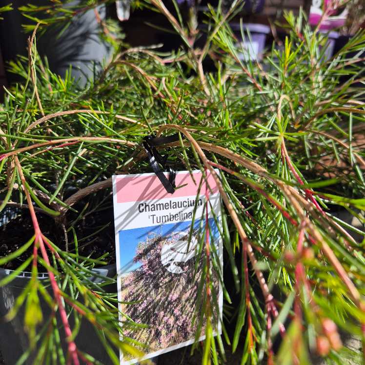 Chamelaucium 'Tumbelina'
