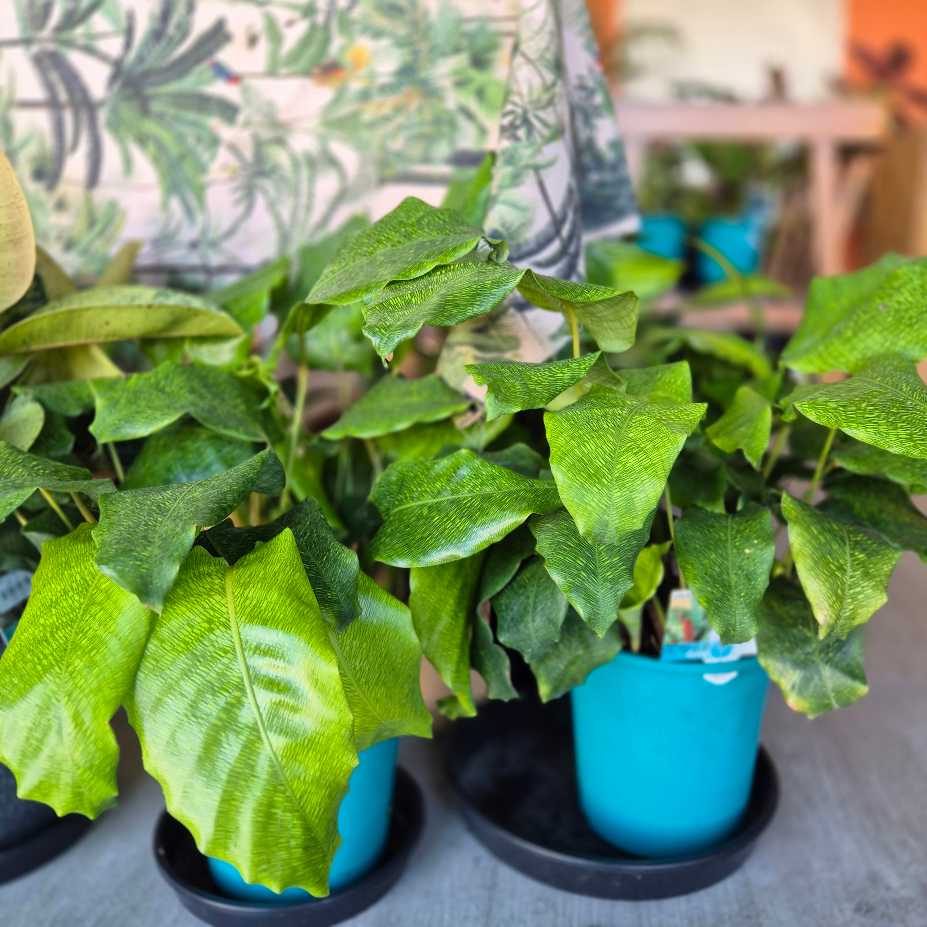 Mosaic Calathea