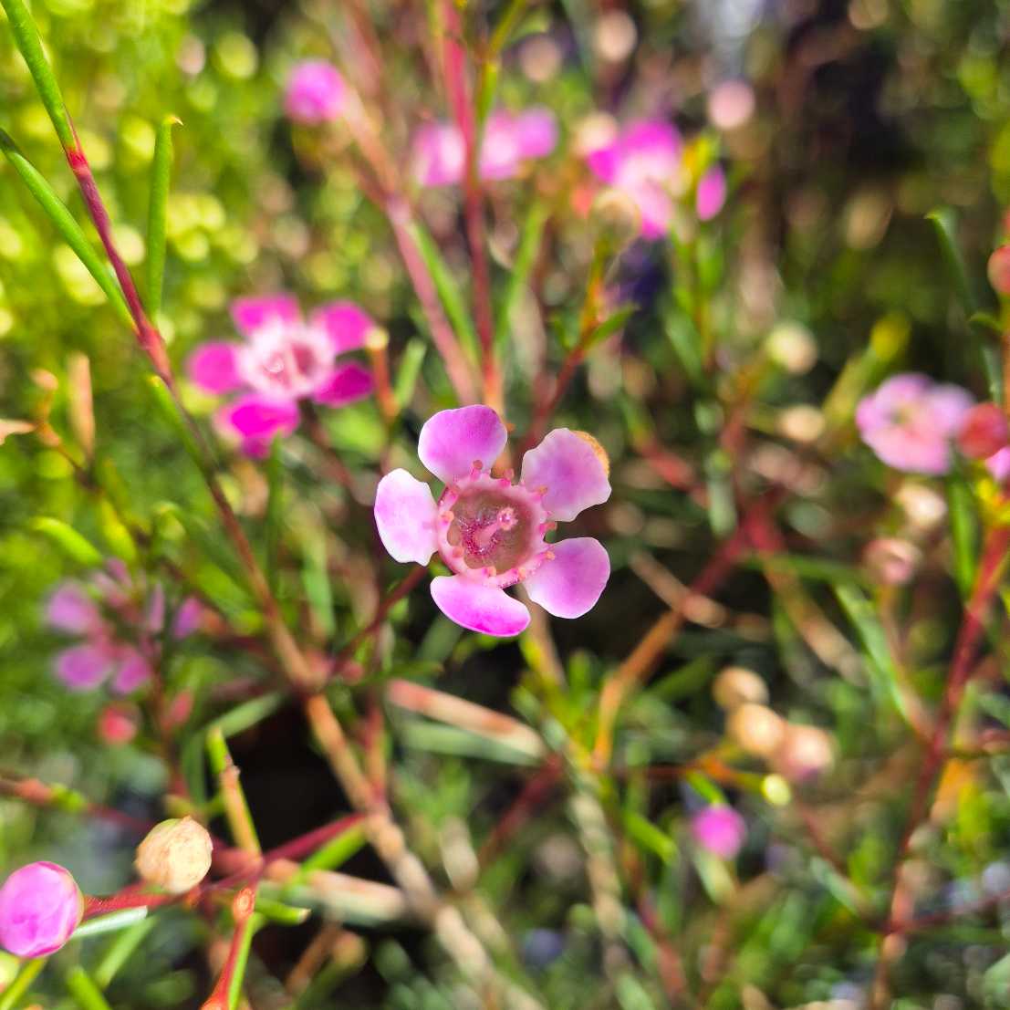 Chamelaucium 'Purple Pride'