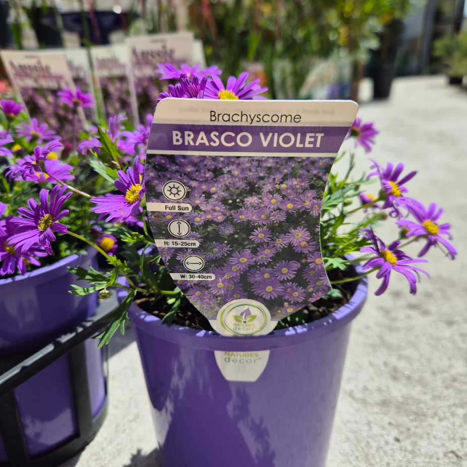 Brachyscome 'Brasco Violet' - Native Daisy