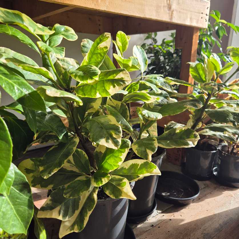 Pisonia brunonianum variegated