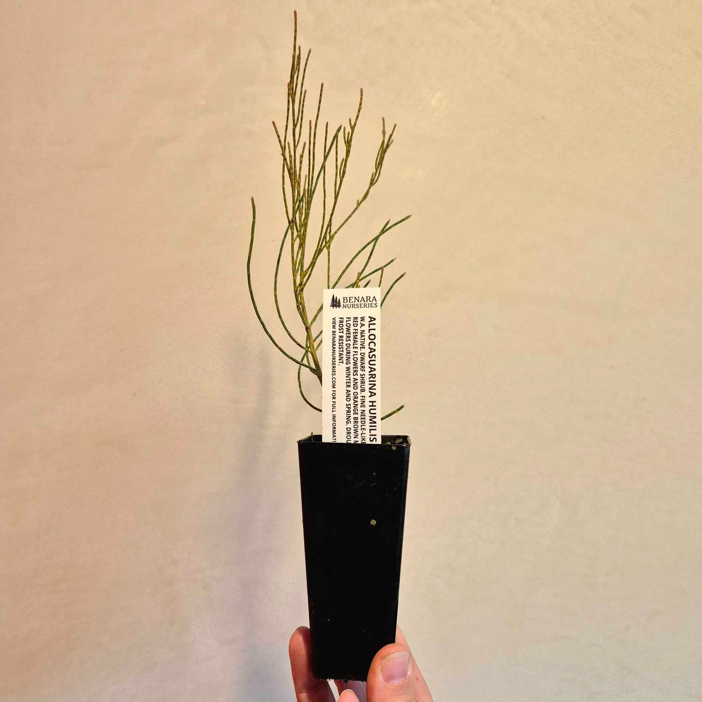 Dwarf Sheoak - Allocasuarina humilis