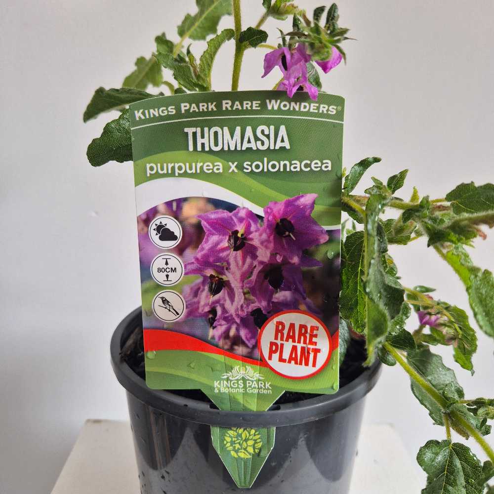 Thomasia purpurea x solonacea