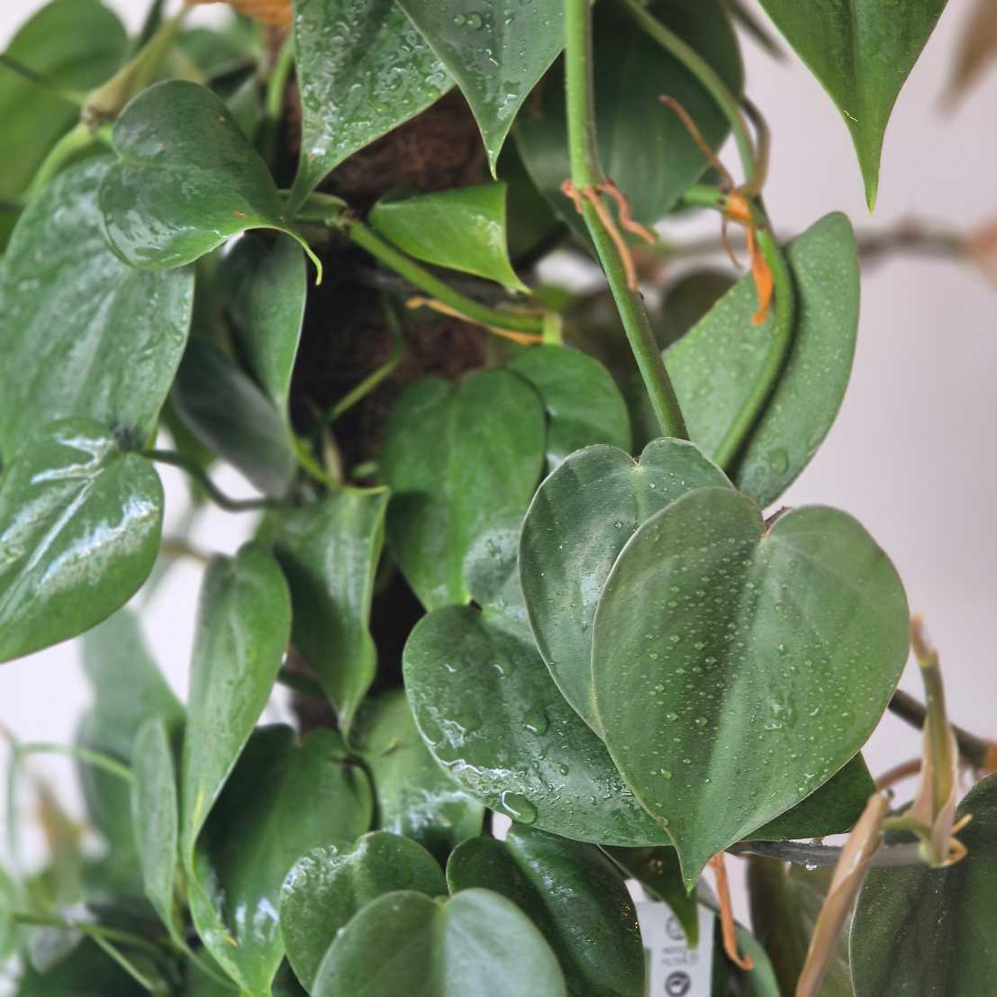 Heart Leaf Philodendron