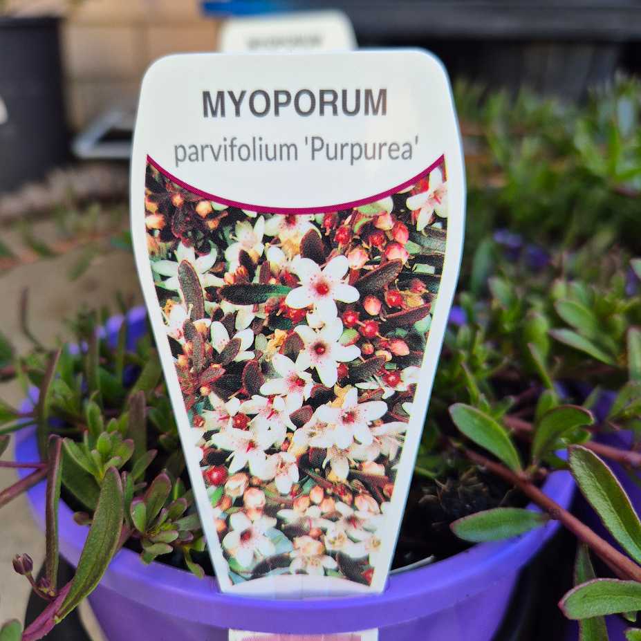 Myoporum parvifolium Purpurea