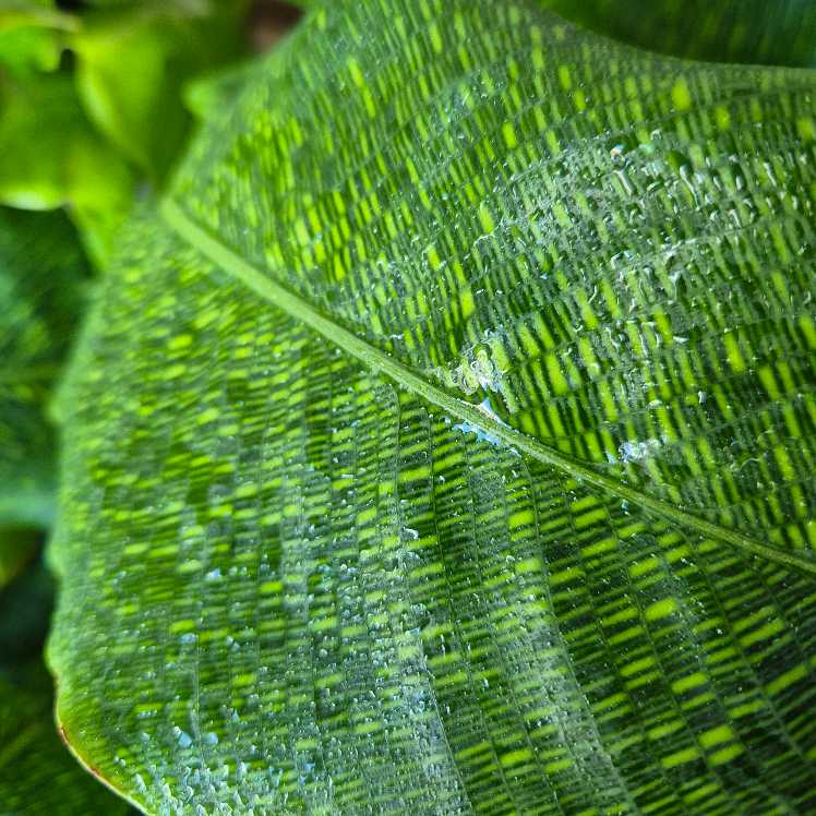 Mosaic Calathea