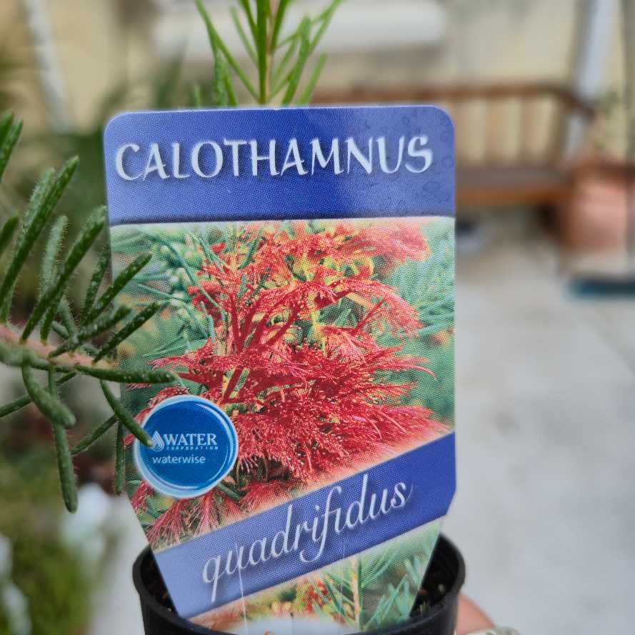 Calothamnus quadrifidus