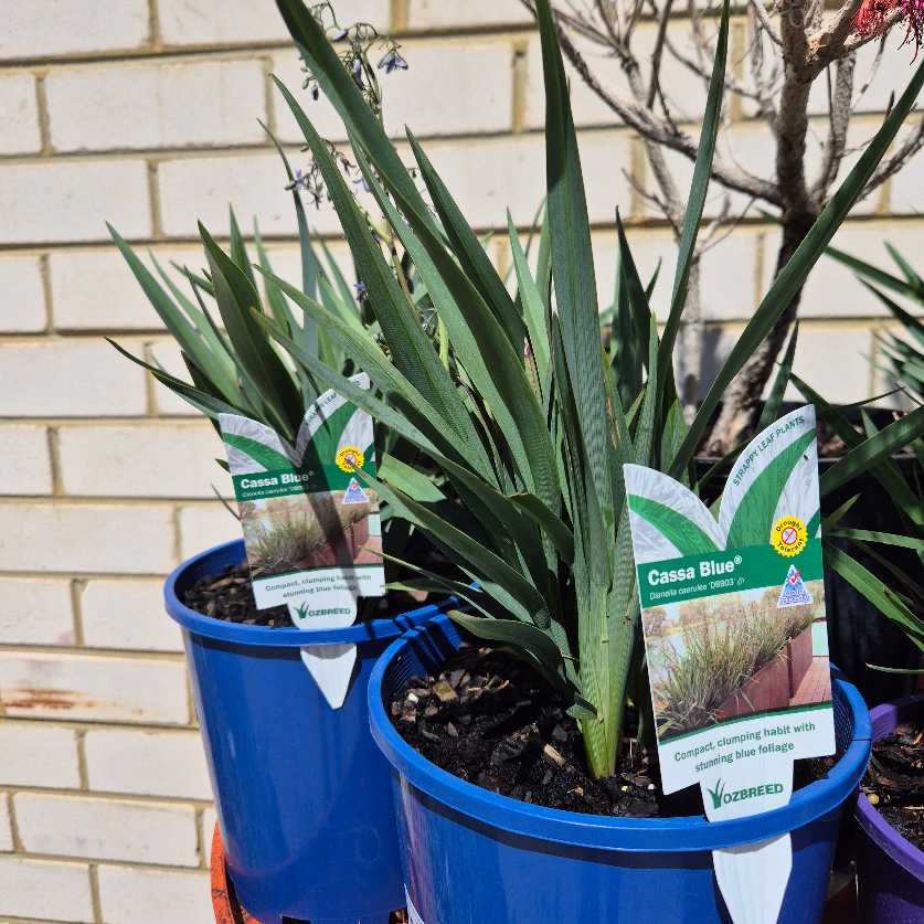 Dianella caerulea 'Cassa Blue'