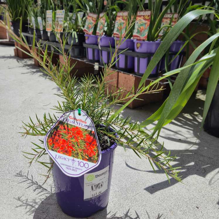 Grevillea 'Legacy Flame'