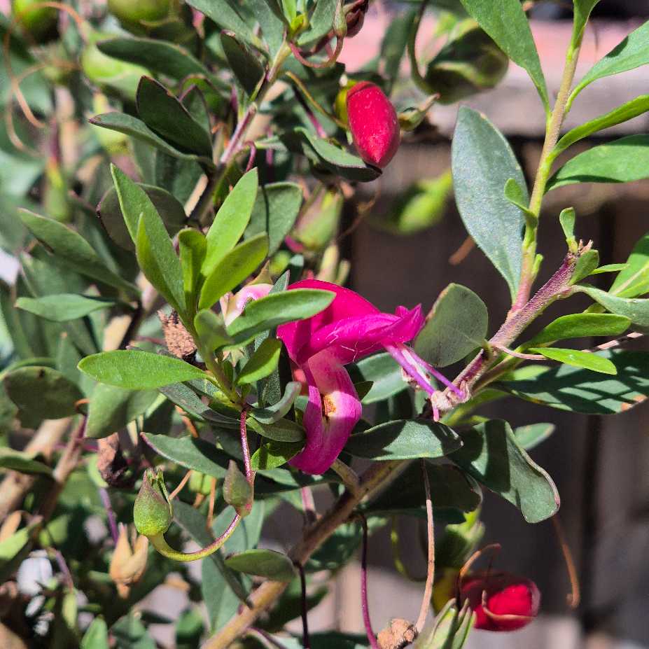 Eremophila 'Pink Passion'