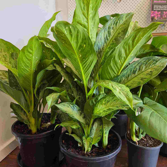 Dieffenbachia corsii