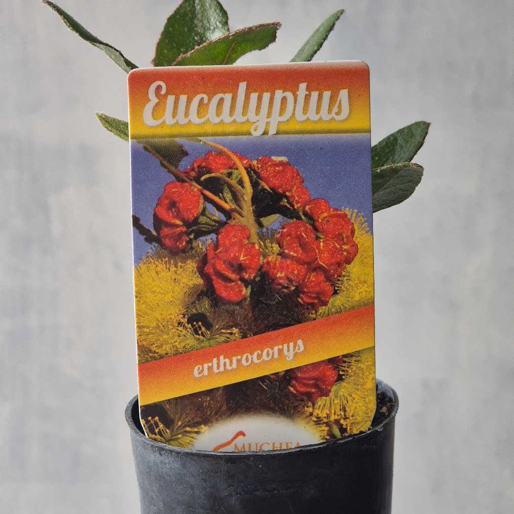 Illyarrie Red Capped Gum - Eucalyptus erythrocorys