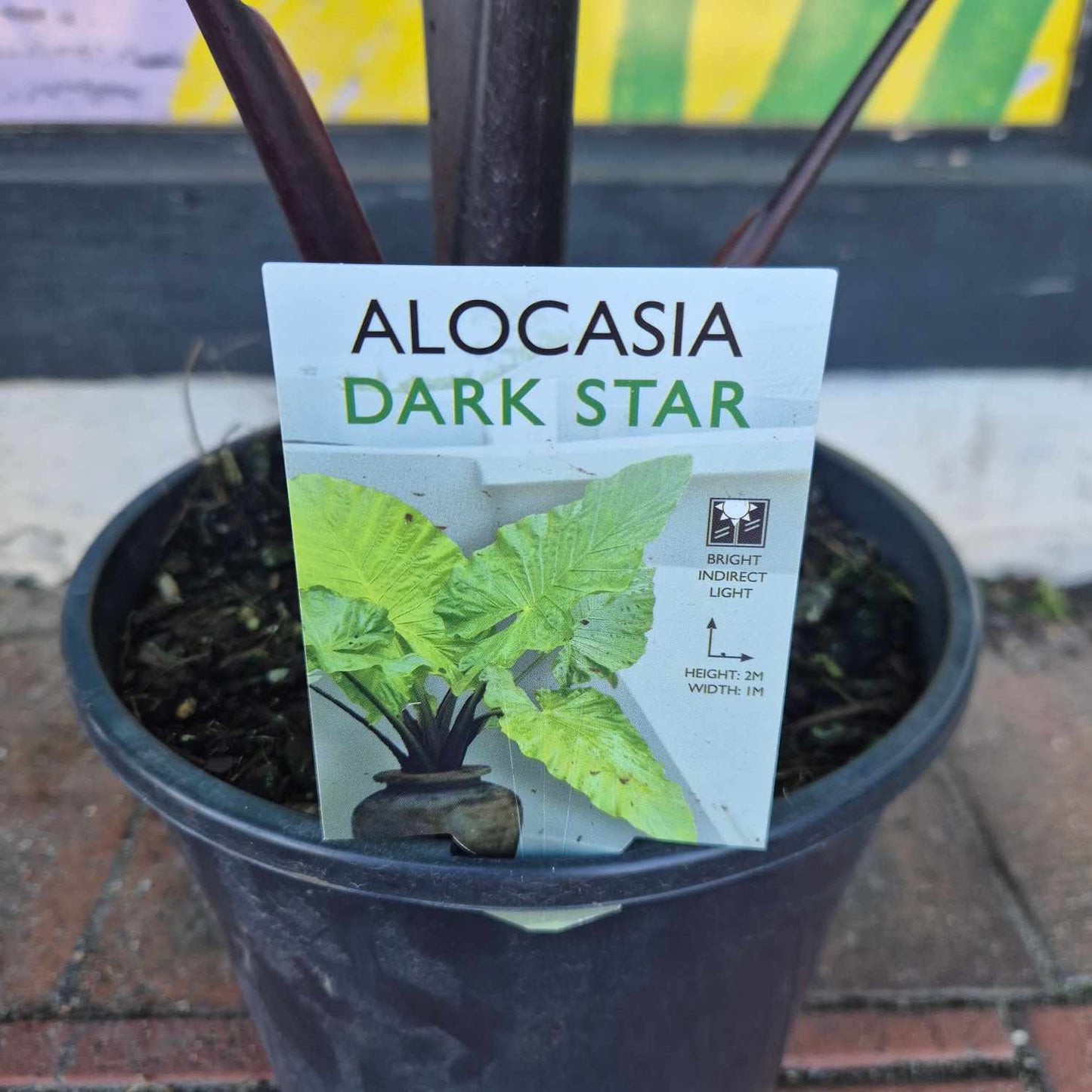 Alocasia Dark Star
