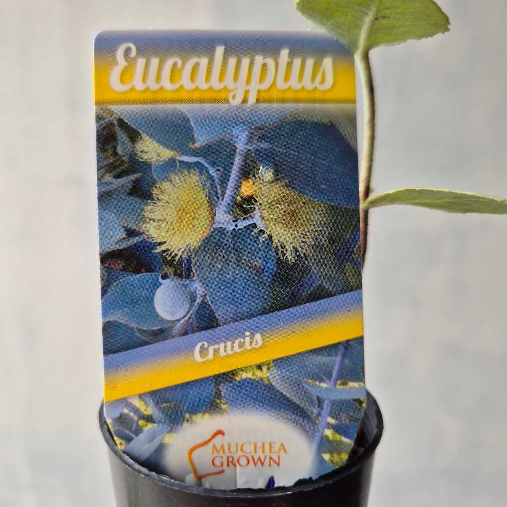 Potted eucalyptus plant with packaging labeled 'Eucalyptus Crucis' and 'Muchea Grown'.